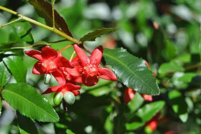 Close-up of red flowering plant