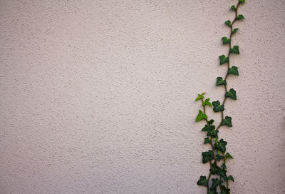 Close-up of ivy growing on wall
