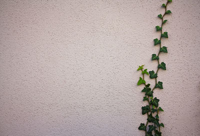 Ivy on concrete wall