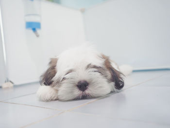 Close-up of a dog resting on tiled floor