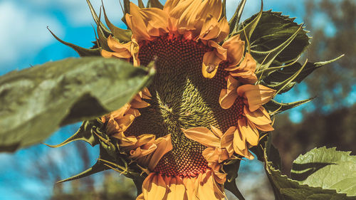 Close-up of sunflower