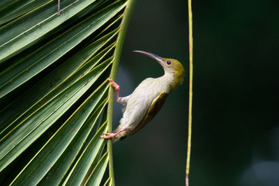 Close-up of bird perching on a tree