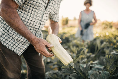 Senior male farm worker examining squash at field