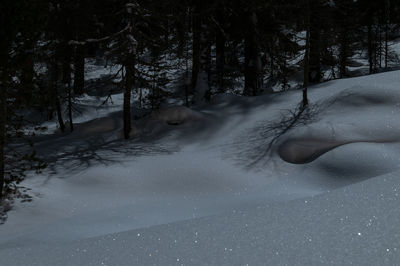 Snow covered land and trees in forest