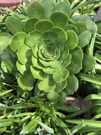High angle view of succulent plant on field