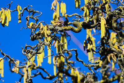 Low angle view of plant against blue sky