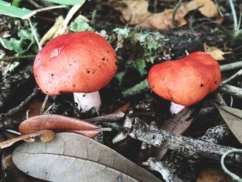 Close-up of mushrooms