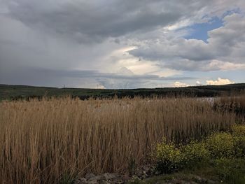 Scenic view of field against sky