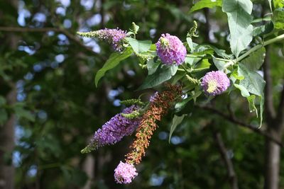 plant