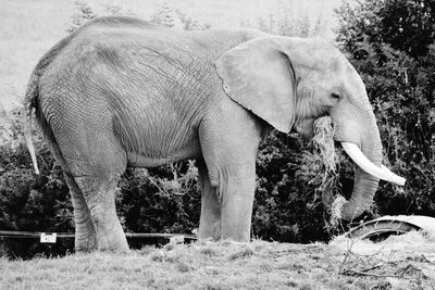 Side view of elephant standing by field