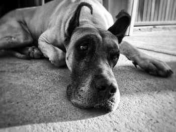 Close-up of dog lying on footpath