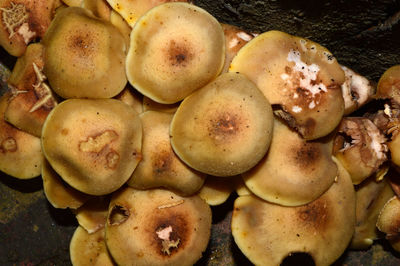 High angle view of mushrooms growing on tree trunk