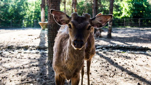 Portrait of deer