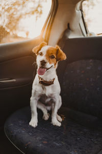 Dog sitting in car