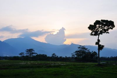 Scenic view of field against sky during sunset