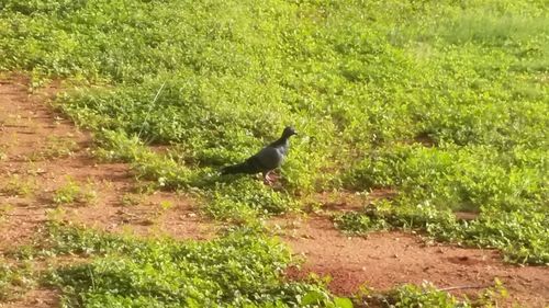 Bird on grass