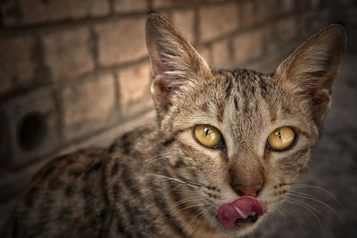 Close-up portrait of tabby cat