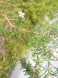 Close-up of white flowers