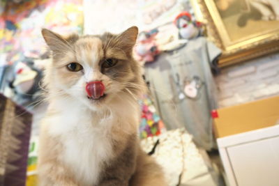 Close-up portrait of a cat