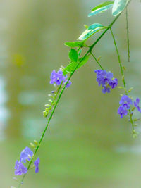 Close-up of purple flowering plant