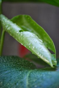 Close-up of water drops on leaf