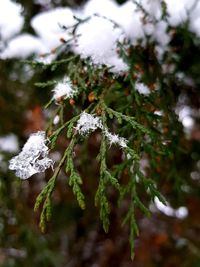 Close-up of frozen plant