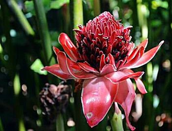 Close-up of red flowers