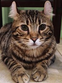 Close-up portrait of cat sitting