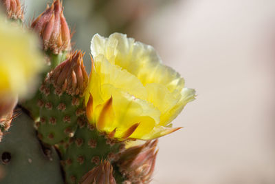 Close-up of yellow flower bud