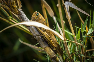 Close-up of large louust on a plant