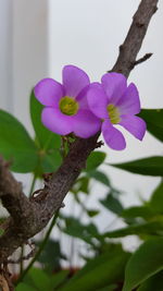 Close-up of flowers blooming outdoors