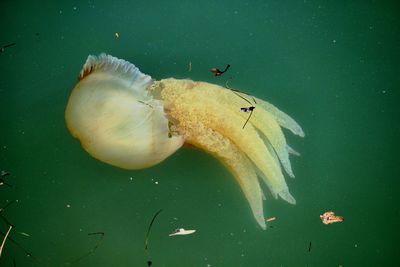 Close-up of jellyfish in water