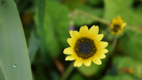 Close-up of yellow flower