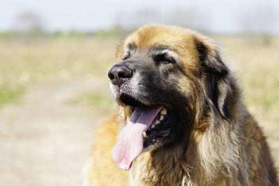 Close-up of dog looking away