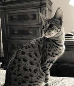 Close-up portrait of cat sitting