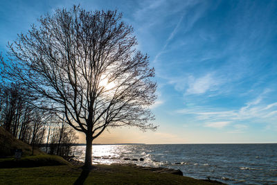 Tree by sea against sky