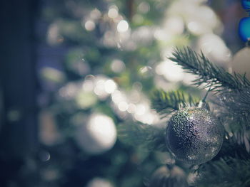 Close-up of christmas tree