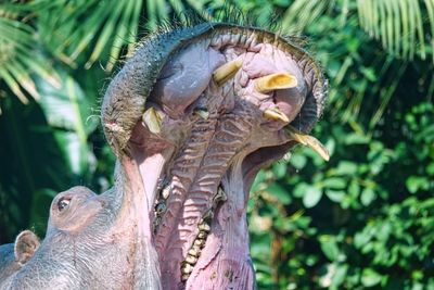 Close-up of a hippo