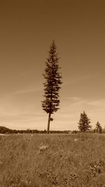 Tree on field against sky