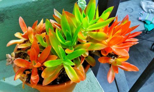 Close-up high angle view of orange flowers