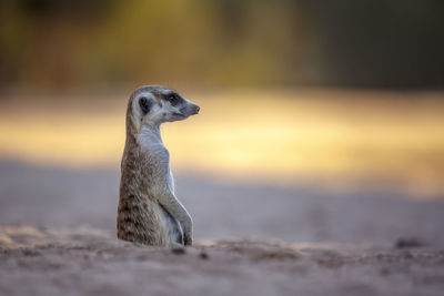 Meerkat in