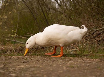 Close-up low level view of aylesbury pekin peking american domestic duck ducks swimming in lake