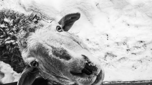 Close-up of dog in snow