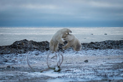 Two polar bears play fight on shore