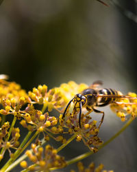 Close-up of insect pollinating on flower