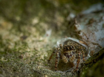 Close-up of spider on rock