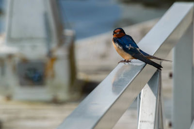Close-up of bird perching outdoors