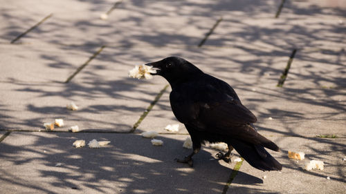 Close-up of bird perching on floor