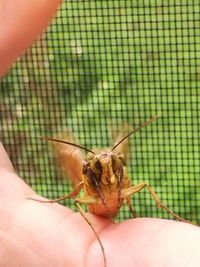 Close-up of hand holding lizard