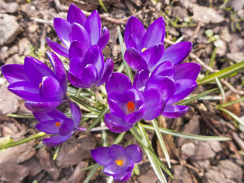 Close-up of purple crocus blooming on field